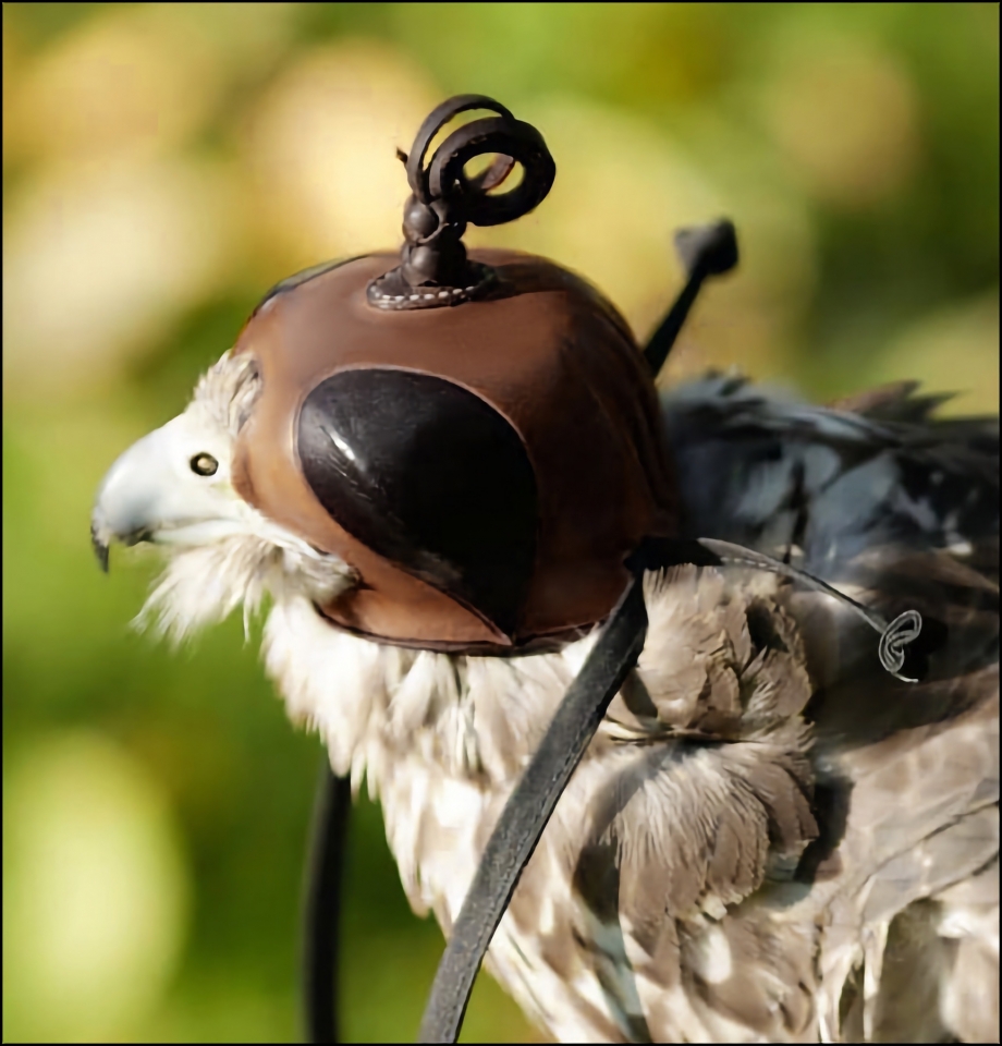 Western Sporting Falconry -: Anglo-Indian Two-toned Blocked Hood made on  Proctor Block.