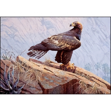 Baja Golden Eagle -  Fine Art Print - by Hans Peeters - See Larger Image