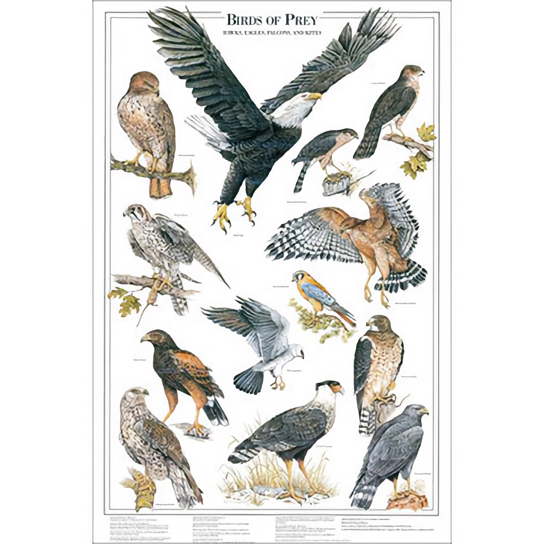 Birds Of Prey Poster 1 13 Raptor Species North America XA1082A HR 