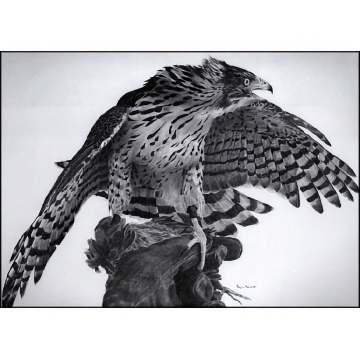 Cooper's Hawk Art Print - by falconer Roy Lee DeWitt - See Larger Image