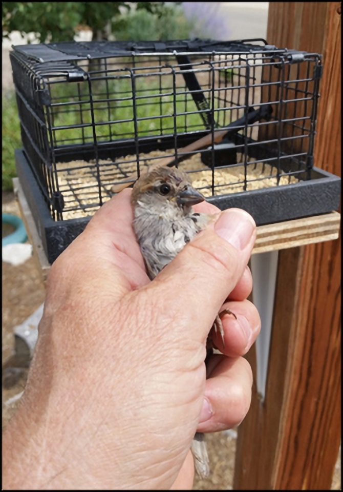 Sparrow Trap by Western Sporting Quick Handy to Trap Sparrow or Starling