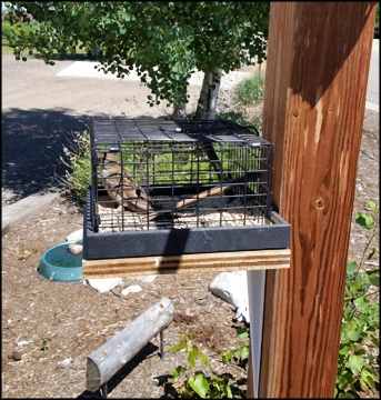 Sparrow Trap by Western Sporting: Quick/Handy to Trap Sparrow or Starling.