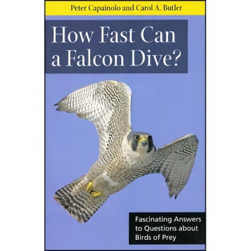 How Fast Can a Falcon Dive? Facinating Answers to Questions About Birds of Prey