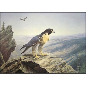 Peregrine Falcons -  Art Print - by Robert Katona - See Larger Image