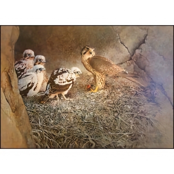 Prairie Falcon With Young - Art Print - by John Perry Baumlin - See Larger Image