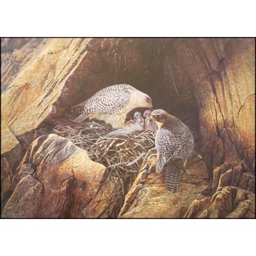 Raven Nest Gyrfalcons -  Art Print - by Hans J. Peeters - See Larger Image