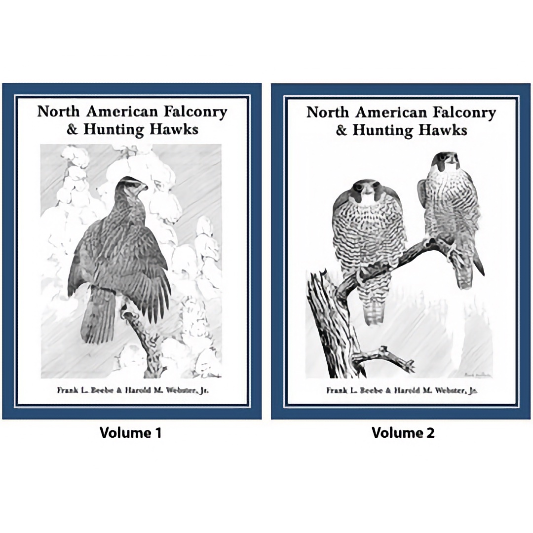 North American Falconry & Hunting Hawks