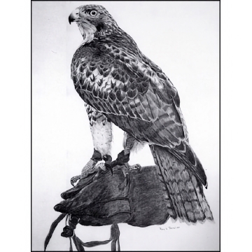 Print: Red-tailed Hawk - Art Print by Roy Lee DeWitt - Good Value