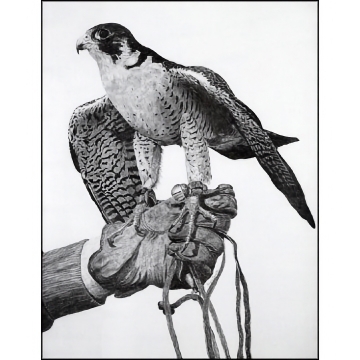Tiercel Peregrine Art Print - by falconer Roy Lee DeWitt - See Larger Image