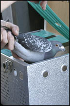 Pigeon & Game Bird Transport & Training Crates